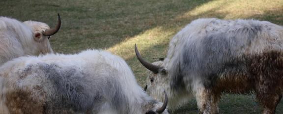 White Yak