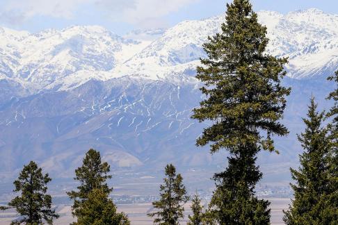 Snowy Ridge Pine Plains 7