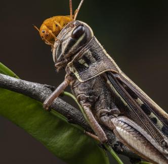 Curiosity at the feet