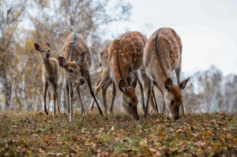 deer that eats fallen leaves