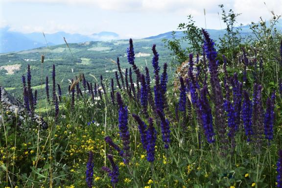 Mountain flowers