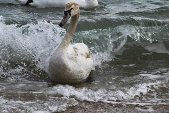 Swan and Wave
