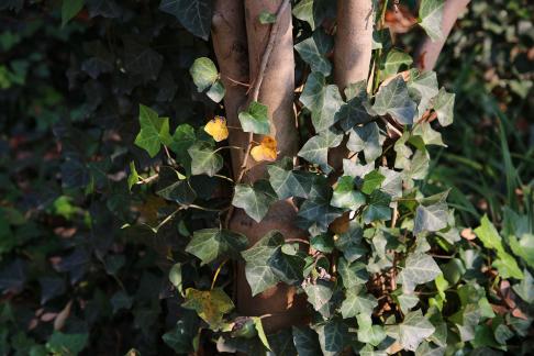 The entanglement of vines 1