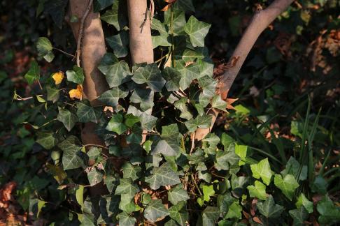 The entanglement of vines 2