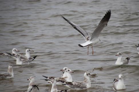 Gull Dance 6