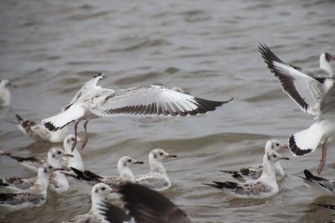 Gull Dance 8