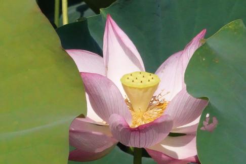 In the lotus pond 6