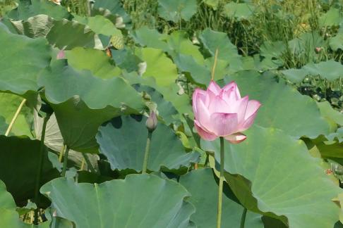 Lotus flowers in Yangchi 2