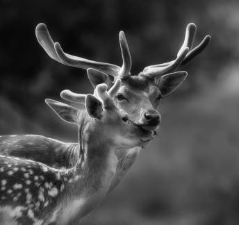 A Tender Touch