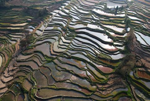 Terraced fields scenery 37