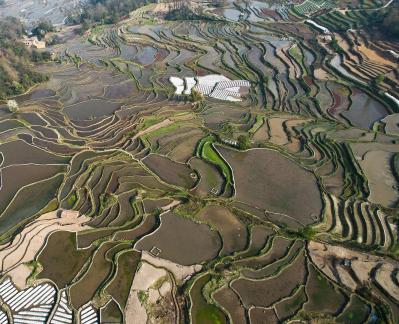 Terraced fields scenery 39