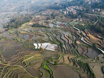 Terraced fields scenery 40