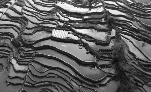 Terraced fields scenery 34