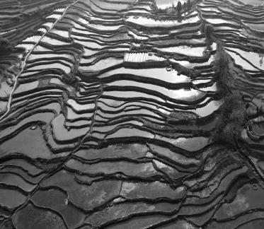 Terraced fields scenery 36