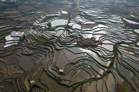 Terraced fields scenery 46