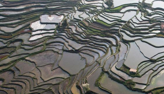 Terraced fields scenery 47