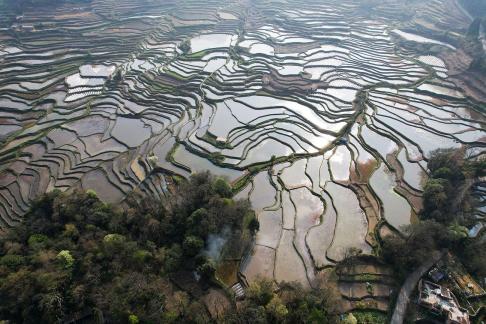 Terraced fields scenery 48