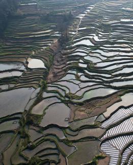 Terraced fields scenery 41