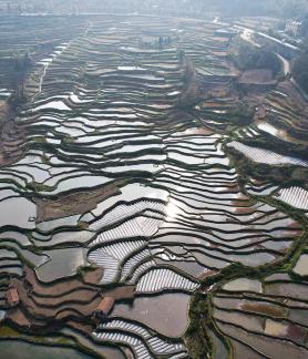 Terraced fields scenery 42