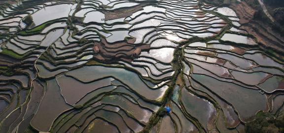 Terraced fields scenery 43