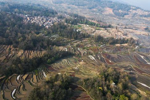 Terraced fields scenery 44