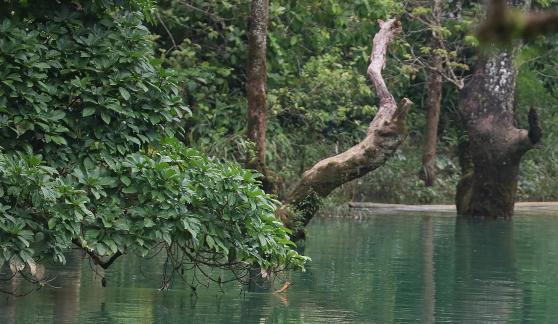 Secluded forest and green water 1