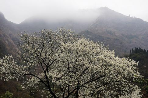 A tree with white flowers