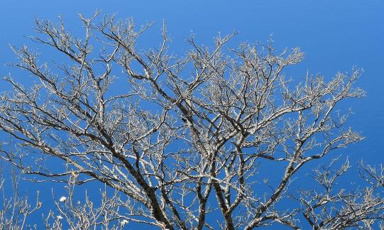 sunward branch 1