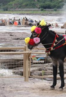 By the Yellow River 7