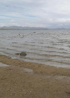 Swan Lake 2