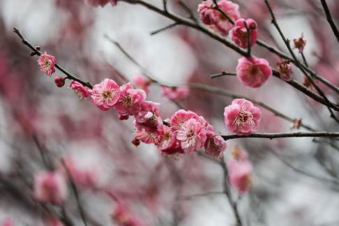 Red Plum Praise 17
