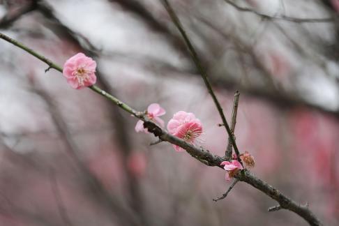 Red Plum Praise 18
