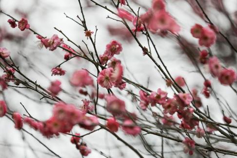 Red Plum Praise 19