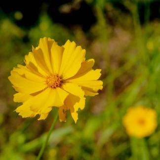 Rural wildflowers 9