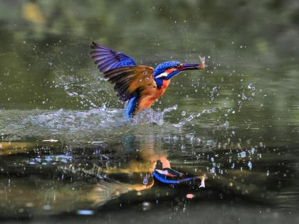 Kingfisher 2
