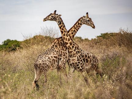 Giraffe 02