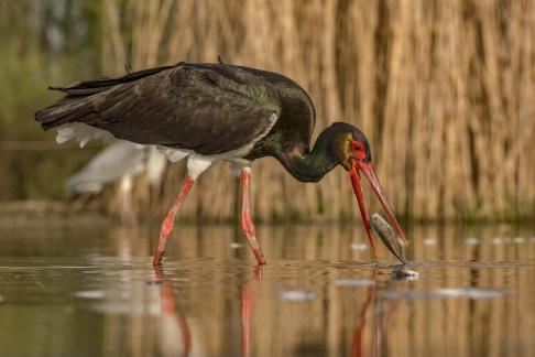 Bird and water34