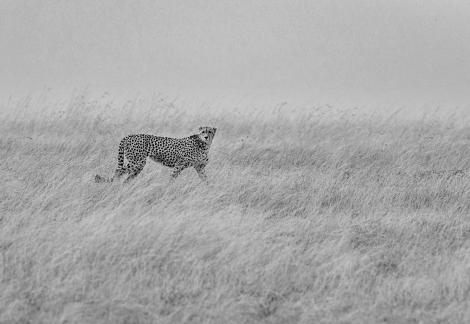 Cheetahs with spotted coats2