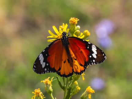 DANAUS SPREADING WINGS 24