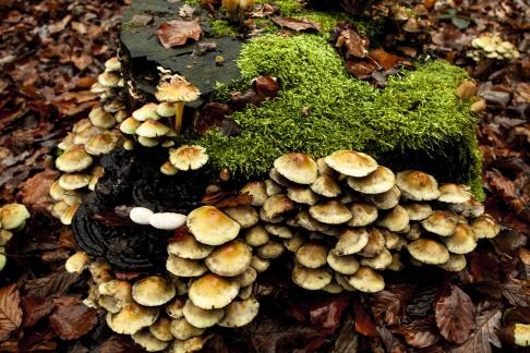 Mushrooms in the forest