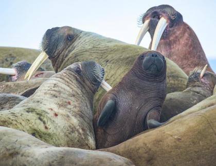 Walruses15