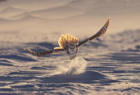 Foraging in the snow