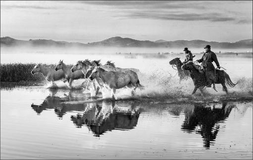 Horses in Water 94