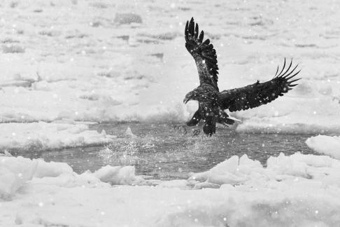 Hoikaido Eagle Flying Catching