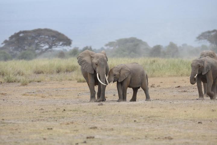 Elephant Motherhood 18