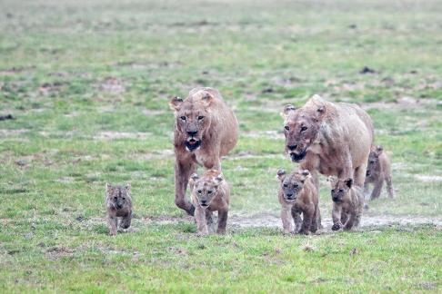 Lion and Kids Walking 3