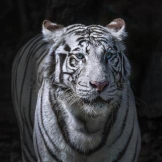 White Tiger Face