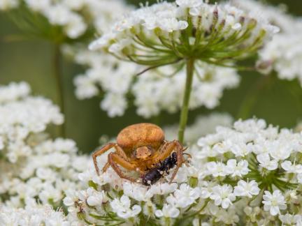 SPIDER LUNCH TIME 2024 A