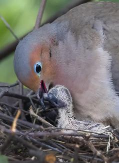 Feeding Baby 09