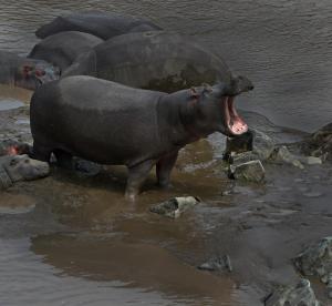 Scream of the hippo